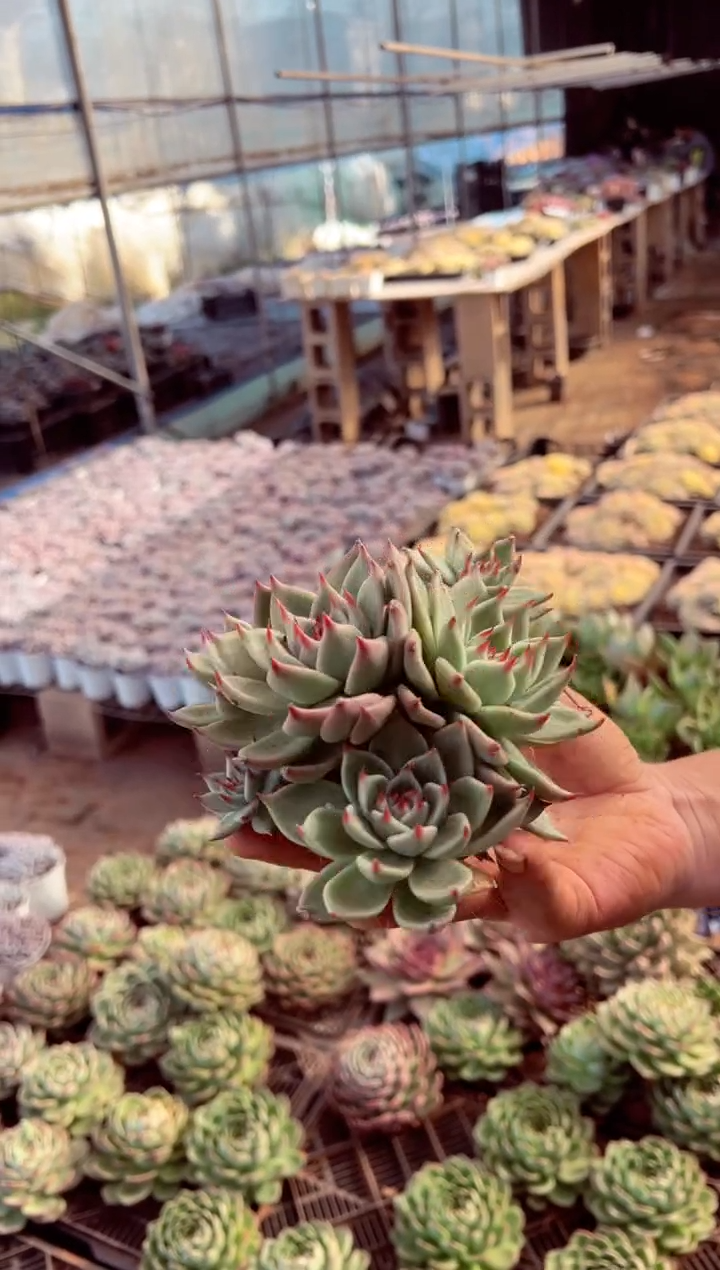 七头托斯卡一物一拍