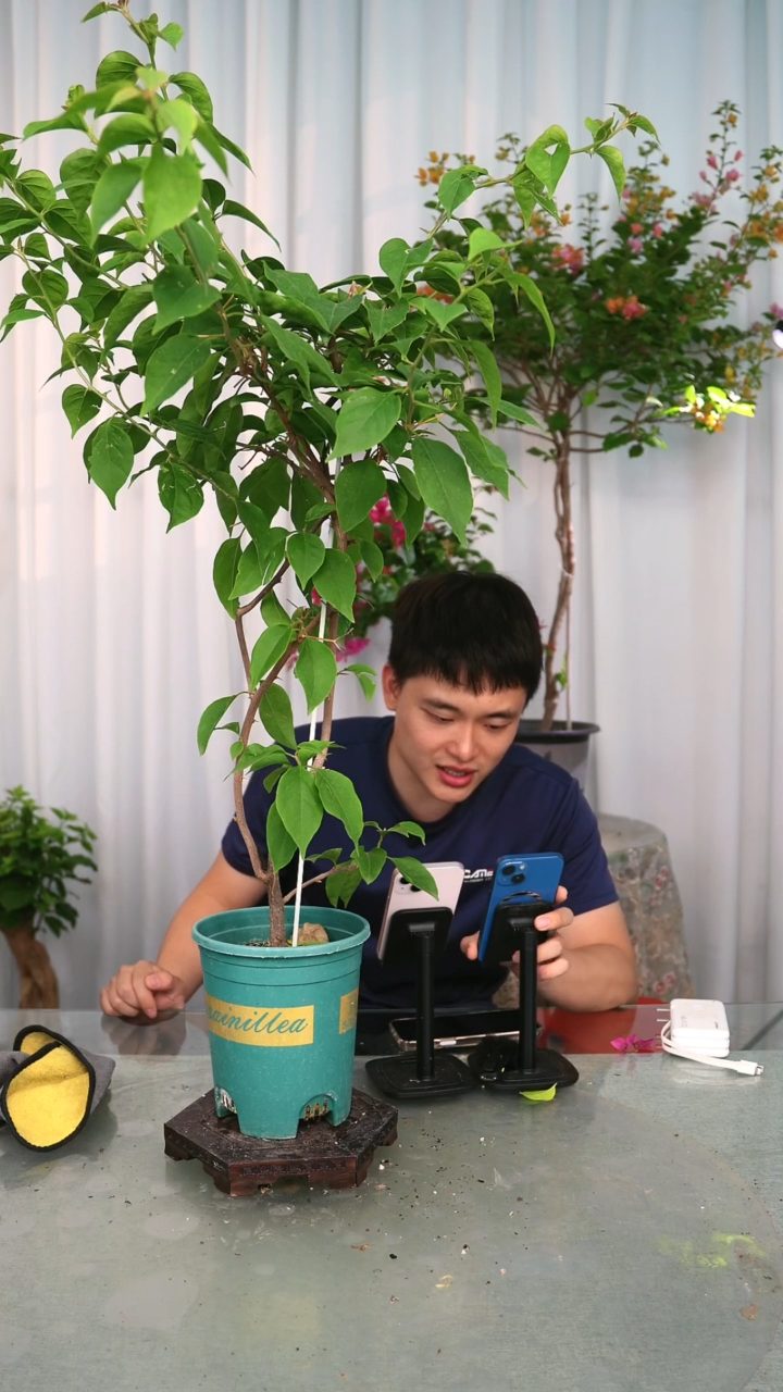 当前无花栽培后可以开花倾城带竹一颗