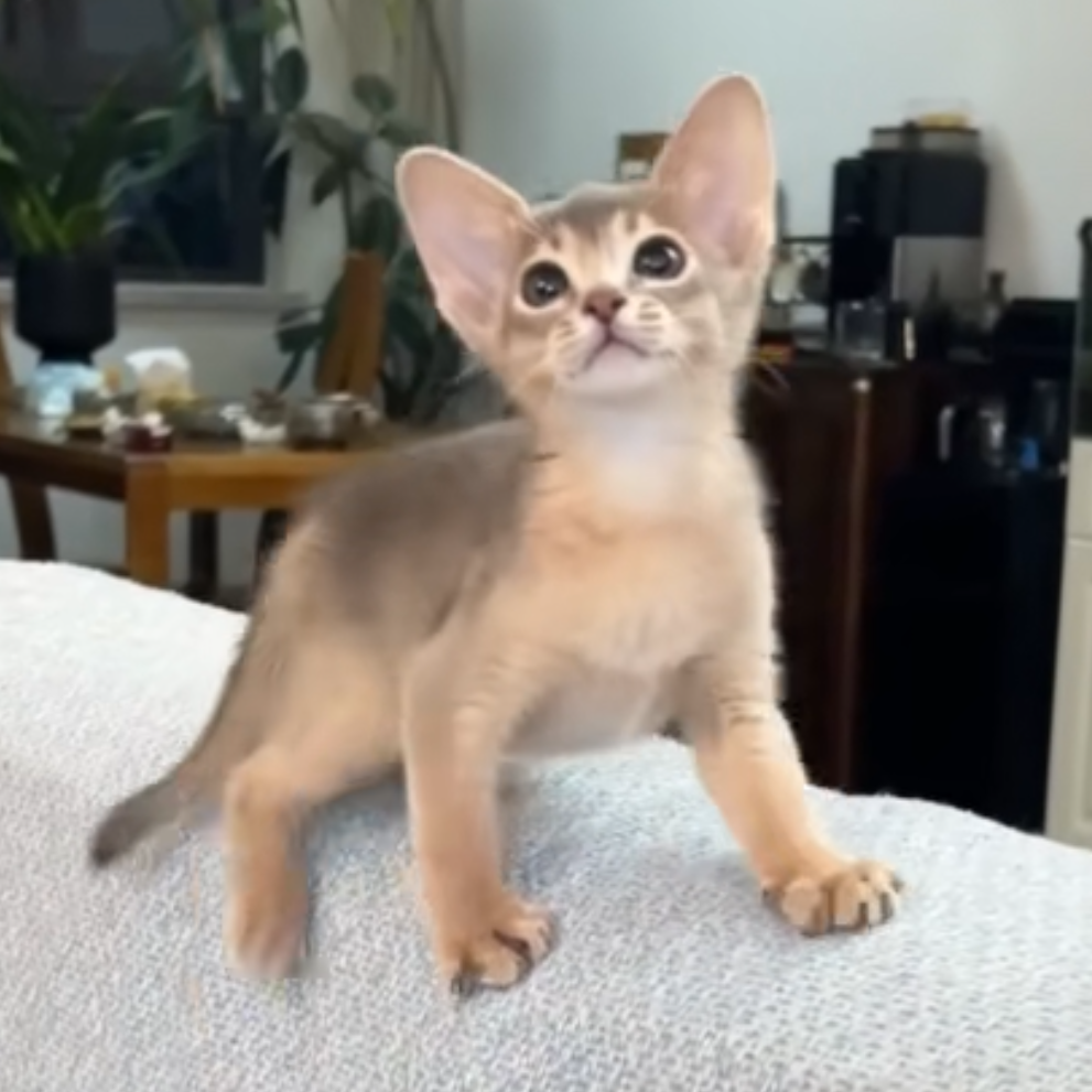 来了姊妹-蓝色阿比猫 弟弟 050