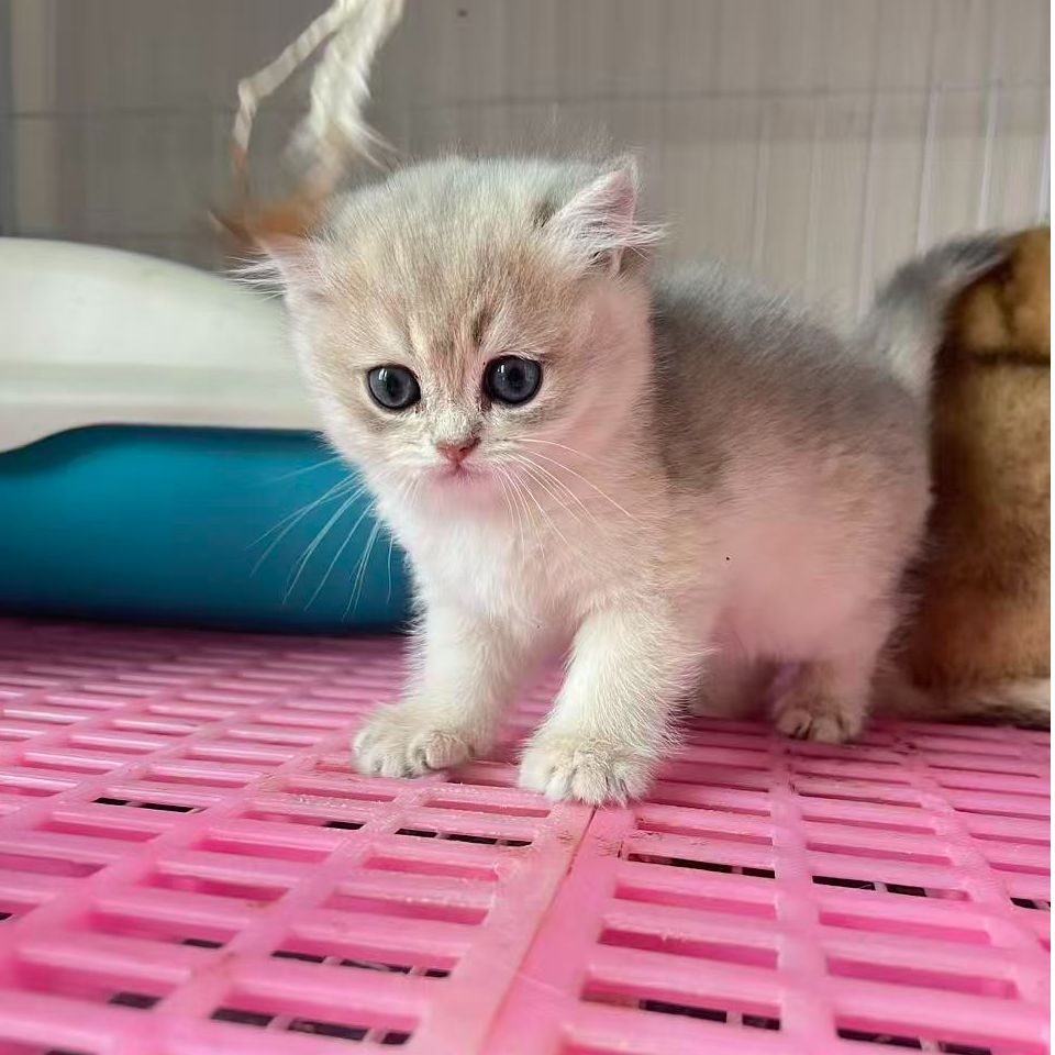 宠物猫蓝金渐层银渐层金渐层小猫咪