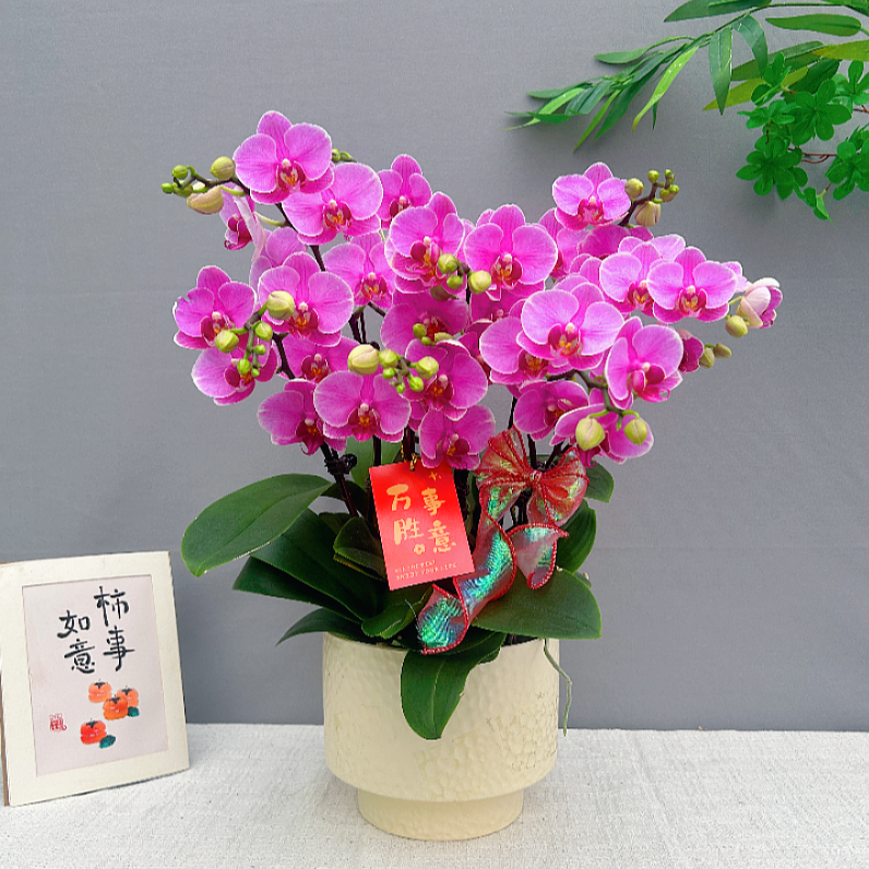 花满屋【紫蝶-蝴蝶兰】 鲜花 花期长室内观赏花 送人送礼年宵花