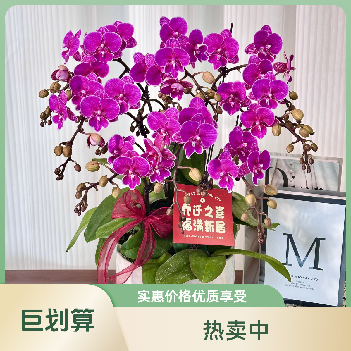 【红双喜】紫红色系蝴蝶兰鲜花组盆 开花株  年宵花  送人送礼  懒人植物