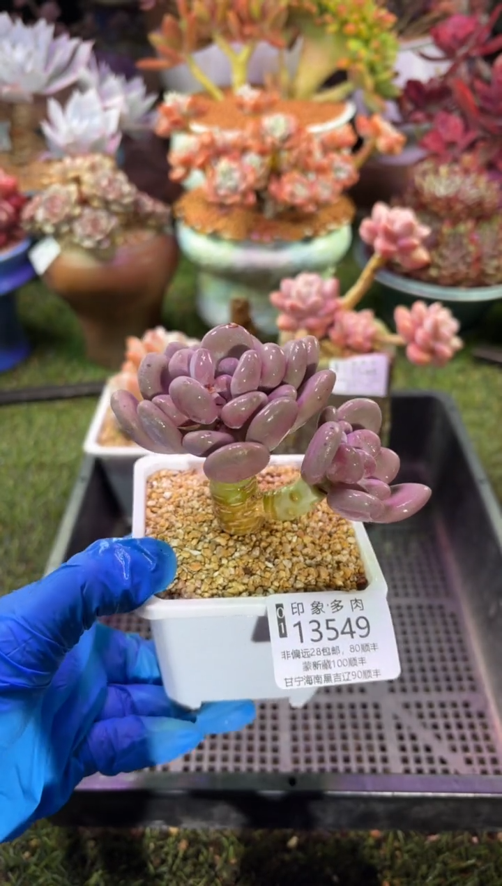 【闪购商品】13549