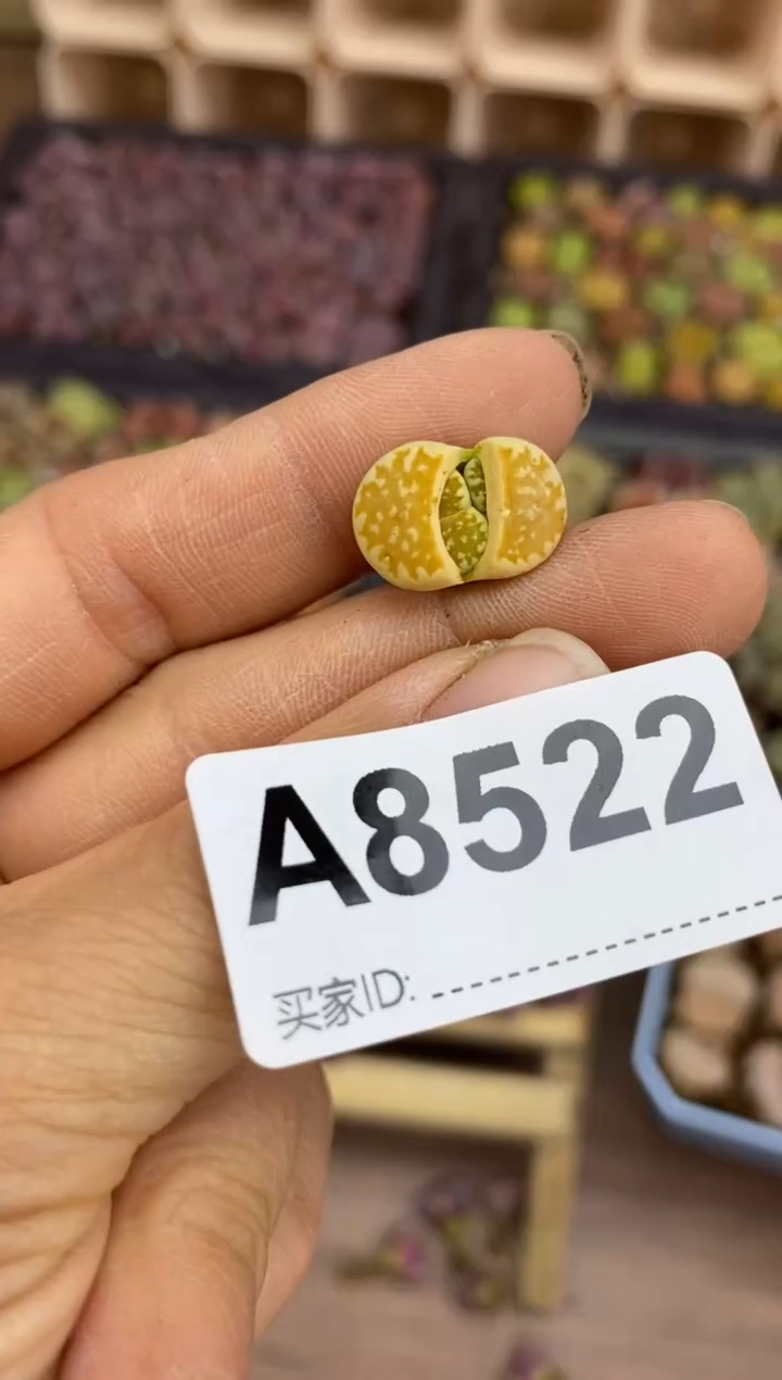 【闪购商品】8522直播一物一拍