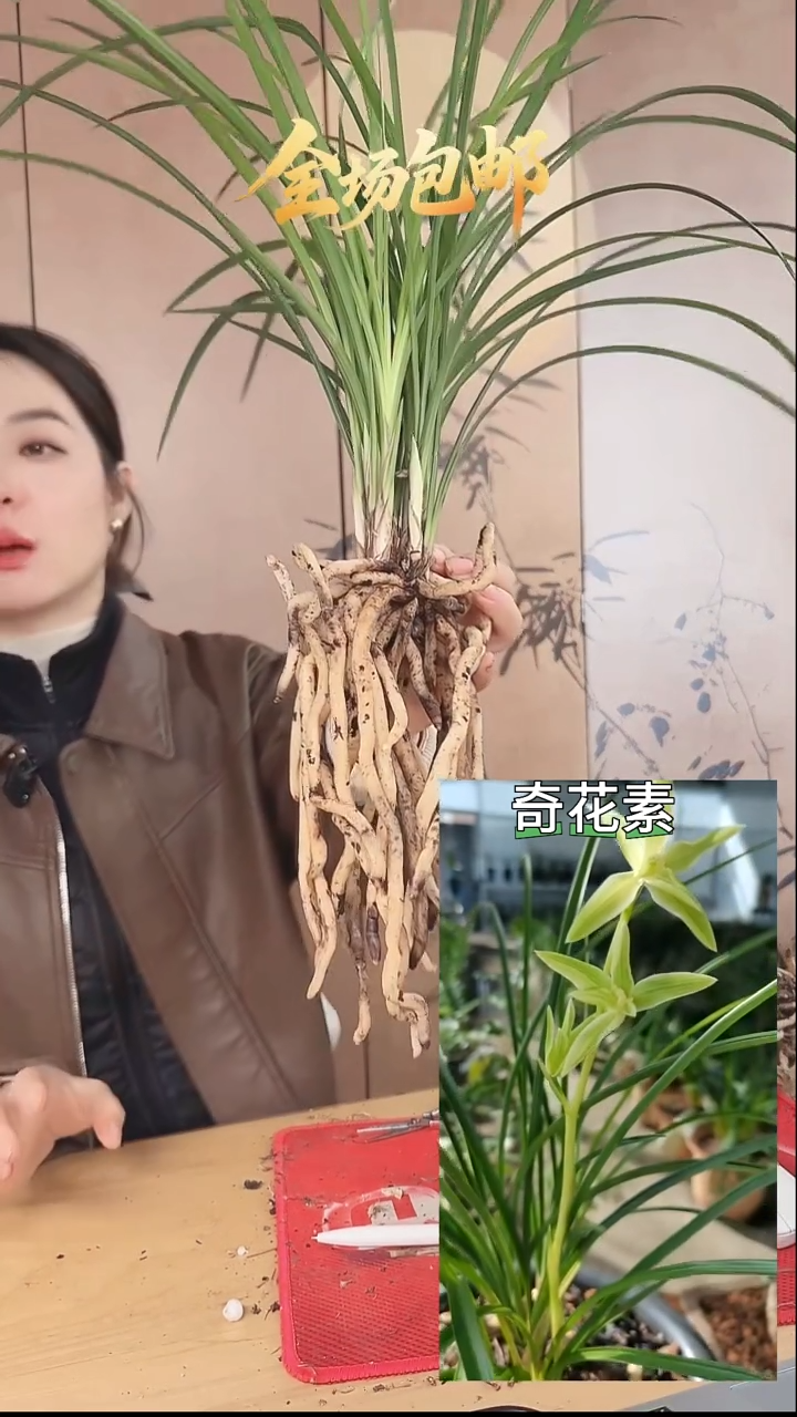 当前无花栽培后可以开花：奇花素