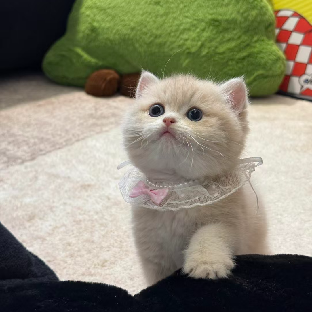 （喵小主-小美专属链接）超可爱渐层系列英短猫咪