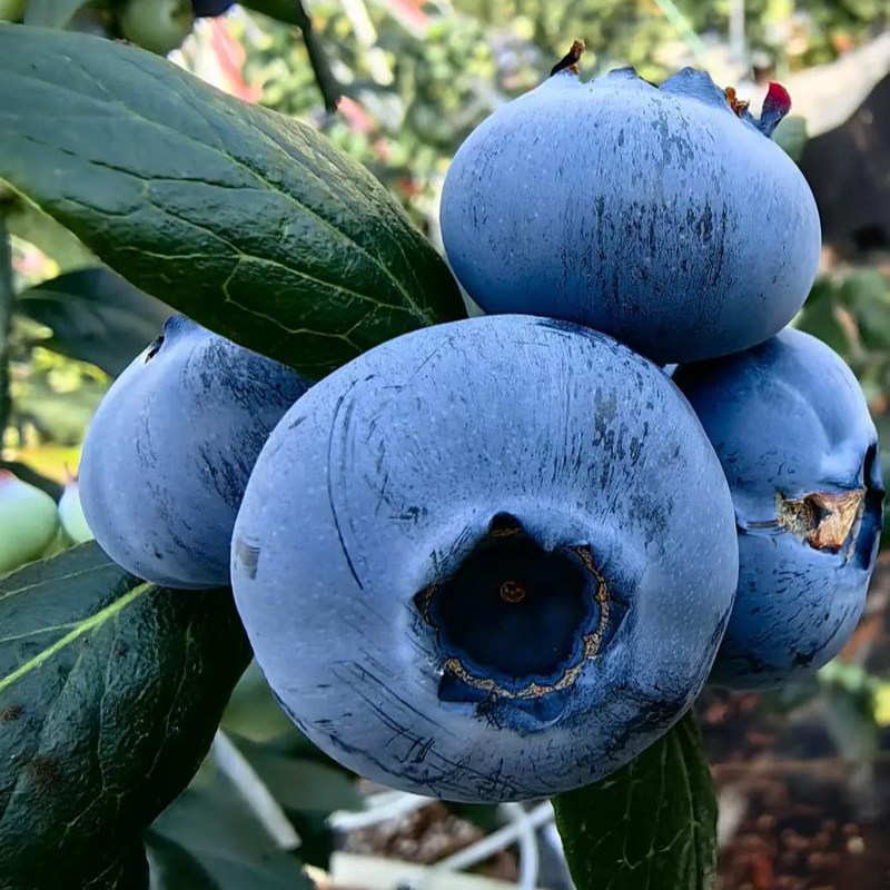 蓝莓（超大果） 约200克/盒 (18mm-25mm)上海市