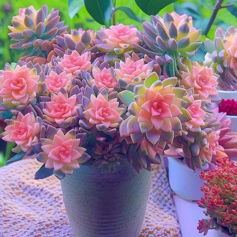 米淇家的淡雪公主多肉植物净化空气新手好养活不带盆