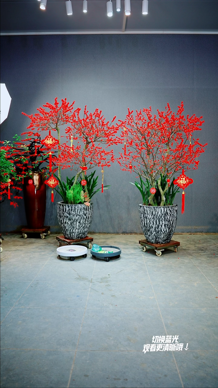 以实际为准夏*一物一拍绿植