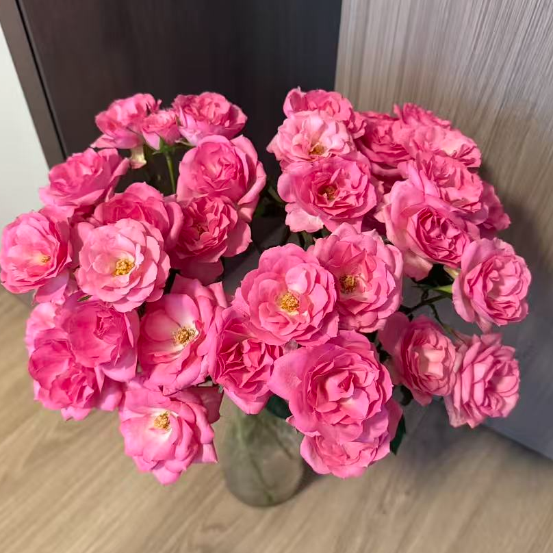 【粉莲花】稀有多头玫瑰 玖枝花优选 云南基地直发 鲜切花