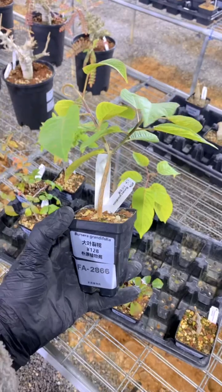 【闪购商品】大叶裂榄FA-2866