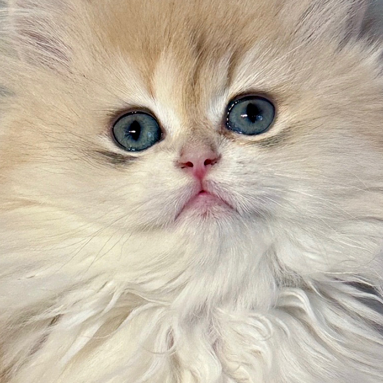 星宠购全品种通用直播链接猫砂