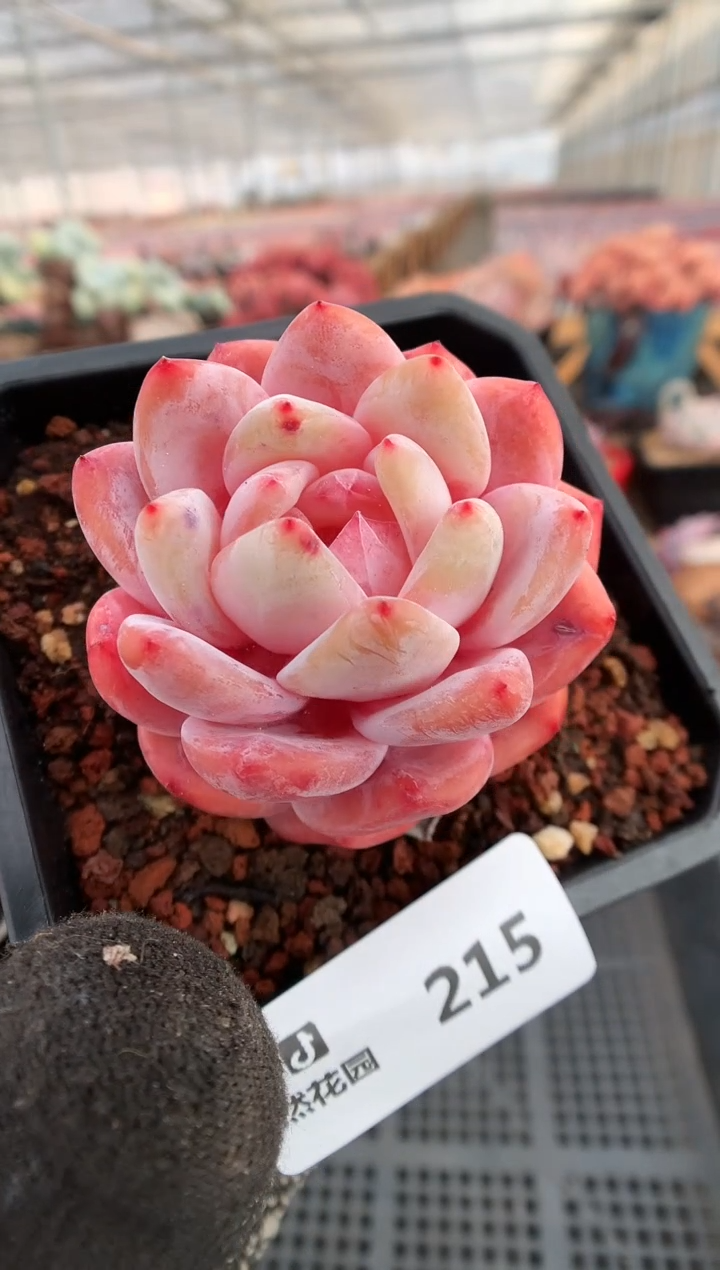 【闪购商品】215冰橙一物一拍