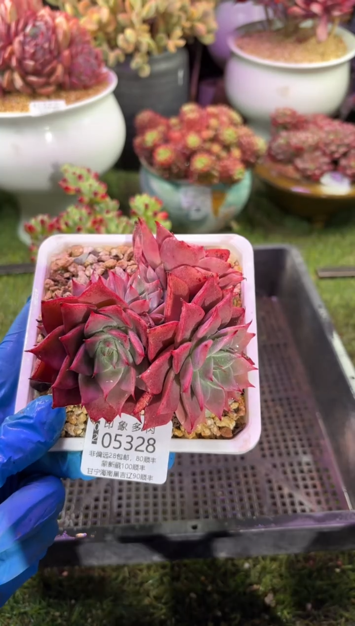 【闪购商品】05328