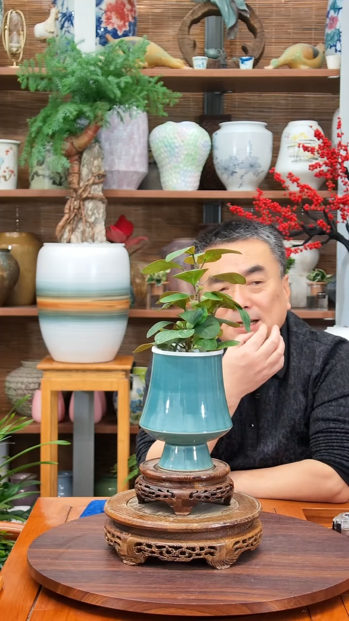 无花朵A****I水之韵水培菩提