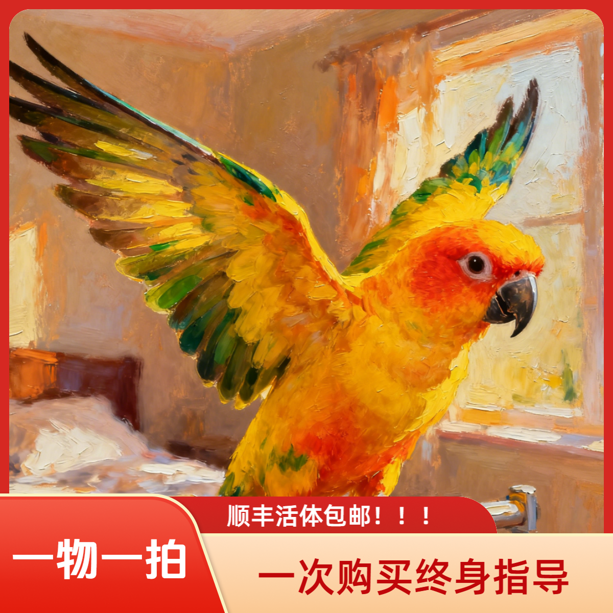 手养鹦鹉活体宠物雏鸟可上手互动放飞亲人粘人