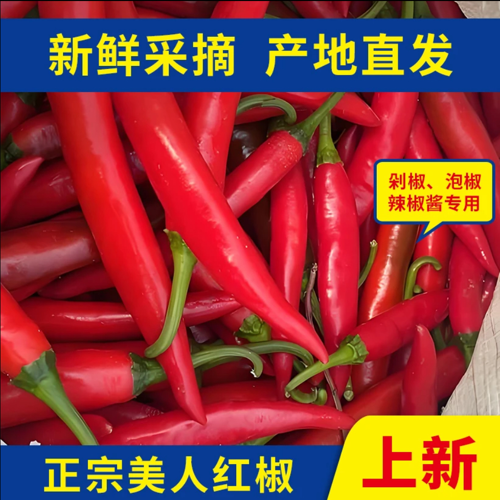 【美人椒 不辣 不是小米辣】新鲜现摘美人椒餐饮调味的优质蔬菜辣椒