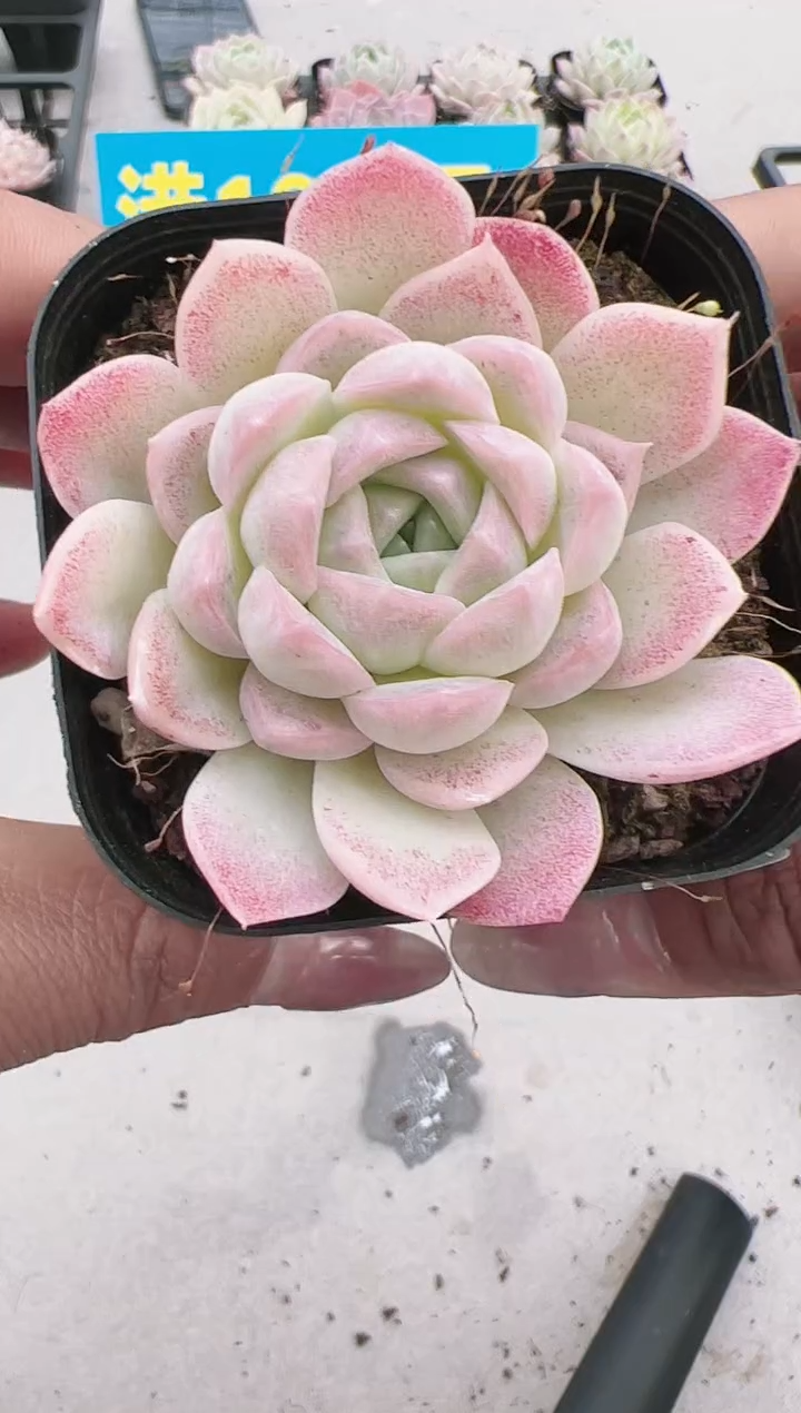 东云二店------78