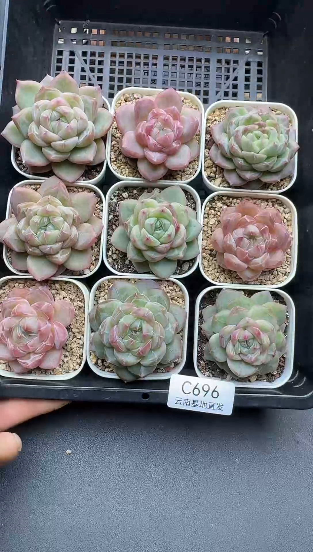 珍妮杂交多肉C696