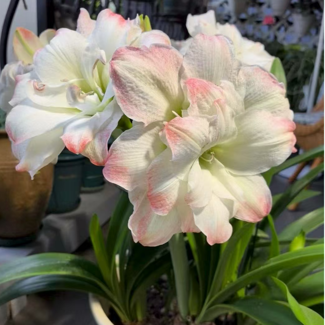 糖果黛丝~重瓣 秘鲁进口朱顶红种球（六月花房）