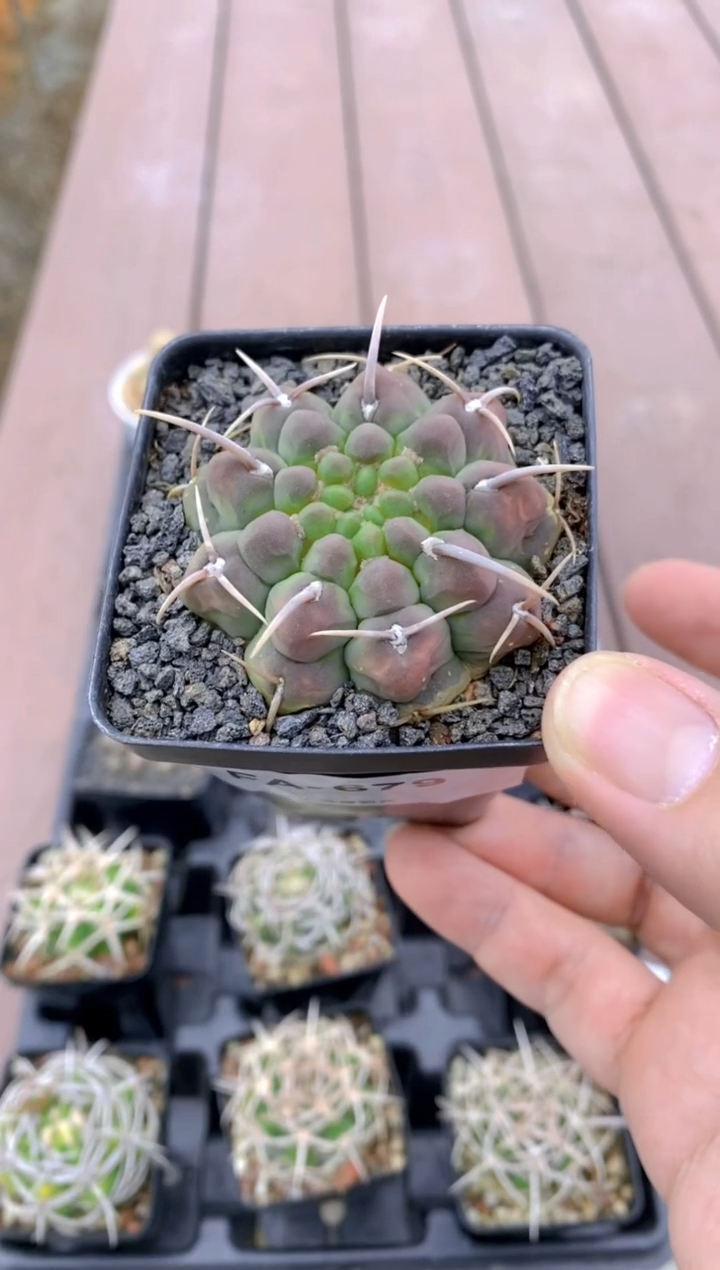 【闪购商品】一本刺FA-679