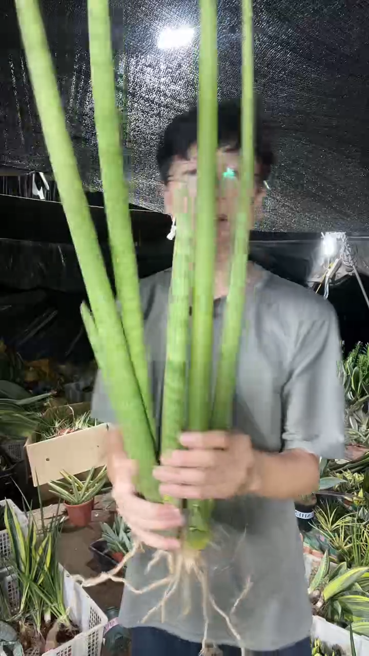 2叶神手裸根3棵19.9