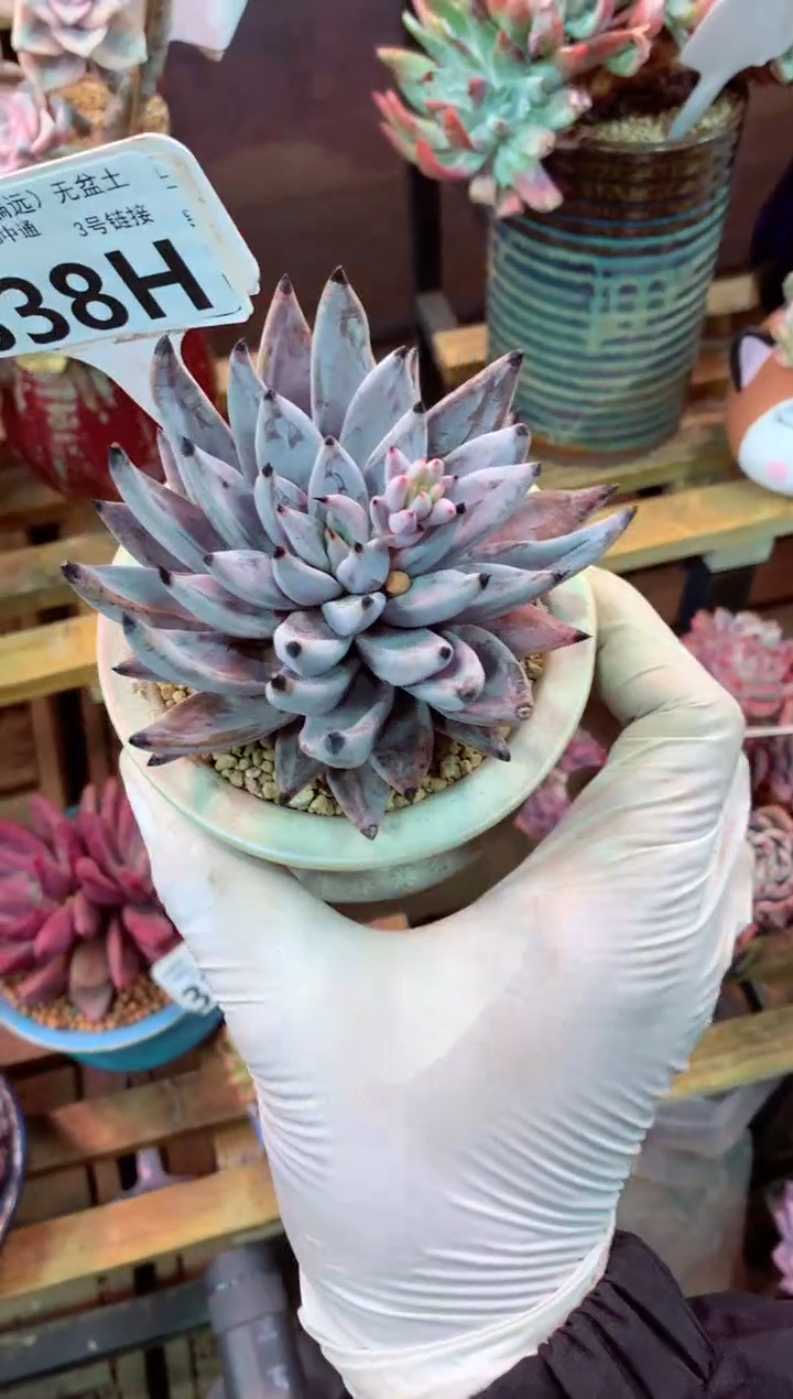 338H（一物一拍，精品多肉，w所见即所得 ）