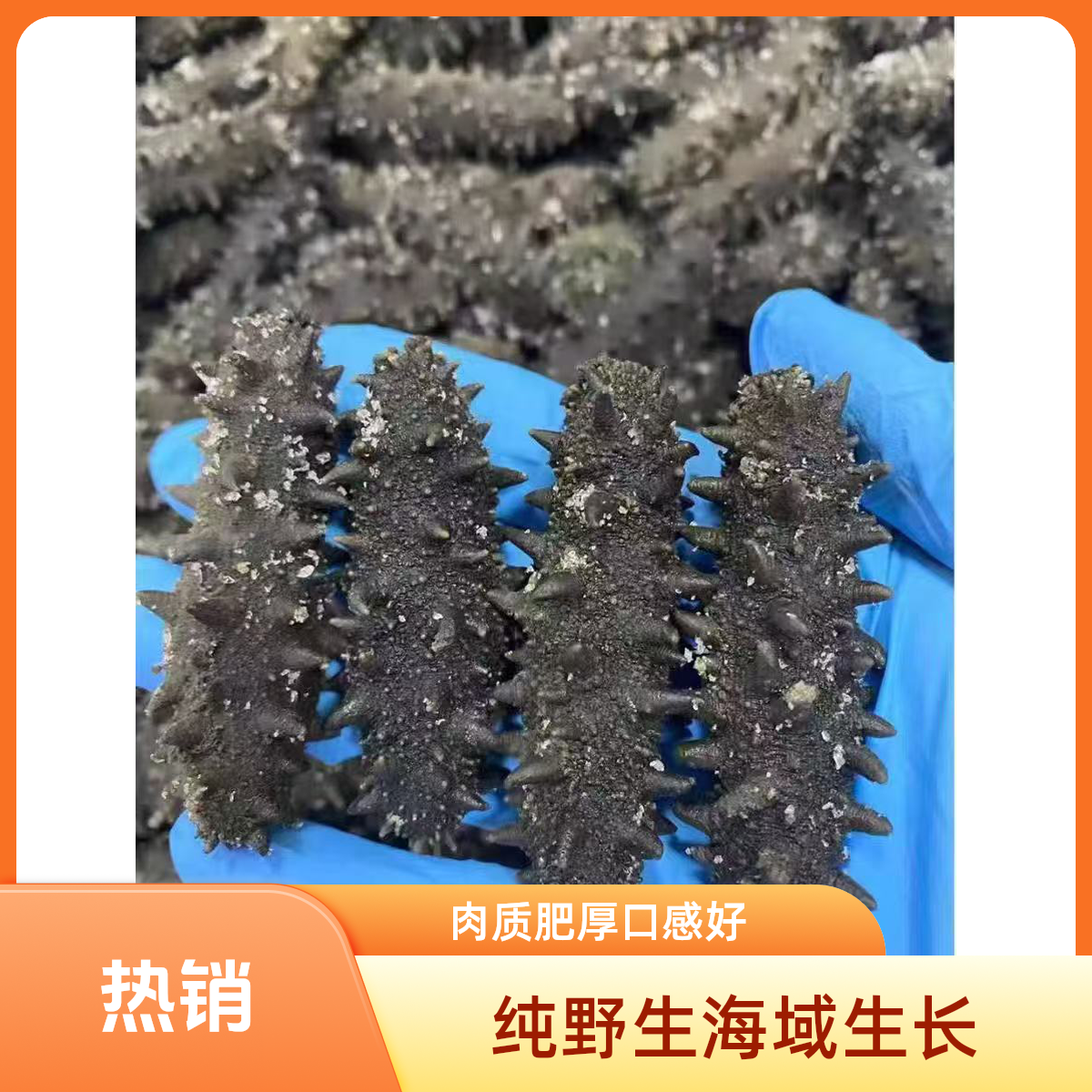 天花板拉缸盐：深海底播（半干湿）高泡发滋补首选无科技自然生长