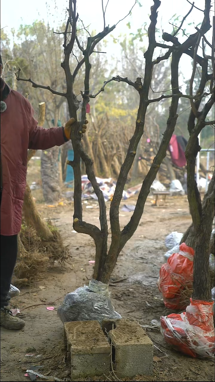 完全开放枣树334