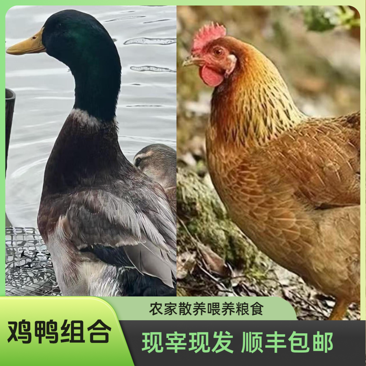 [鸡鸭组合]一只清远鸡+一只青头鸭 现宰现发 净膛 顺丰包邮