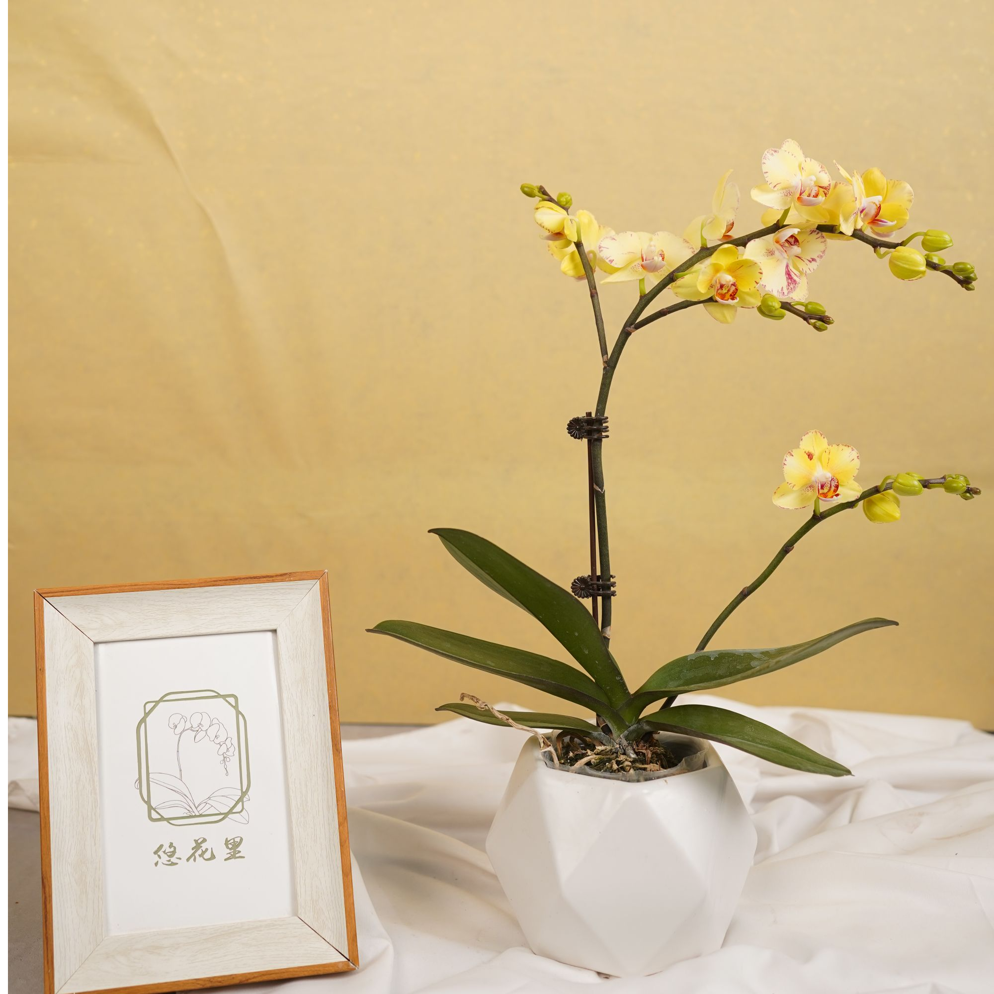 悠花里蝴蝶兰【金凤凰 带花带花苞 3.0寸杯】开花珠发货