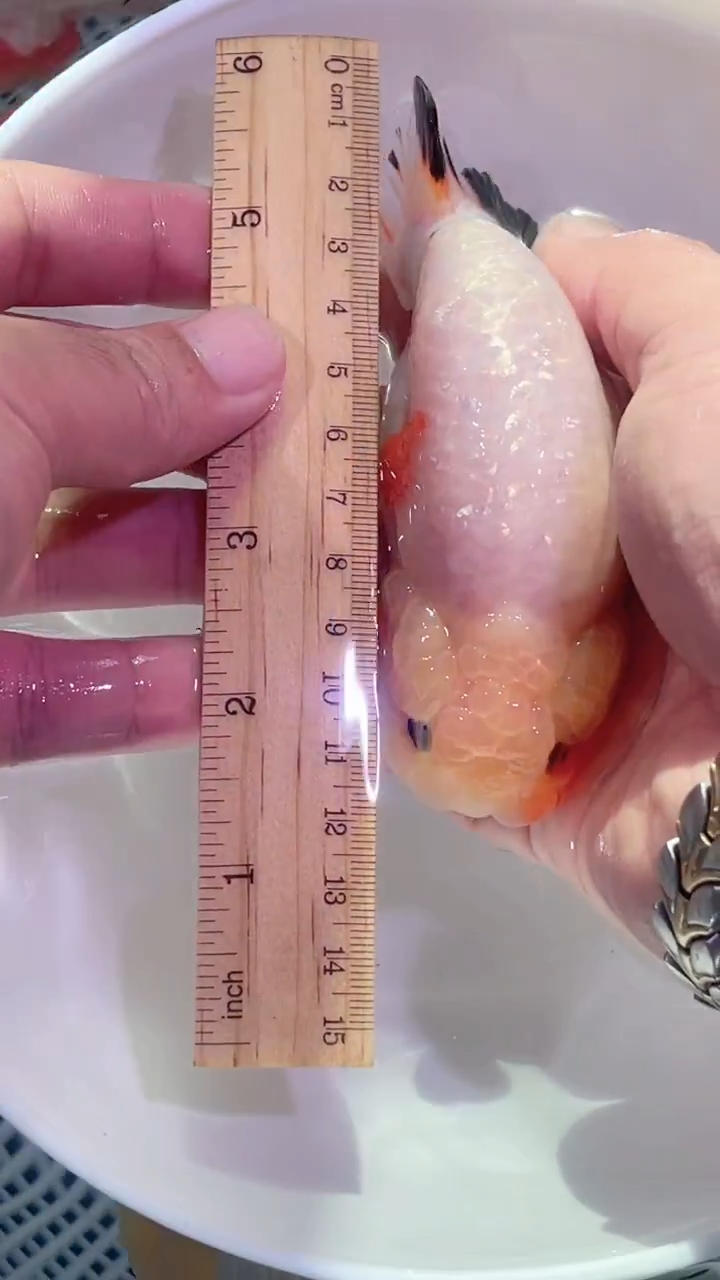 狮头鱼空***子4只福利