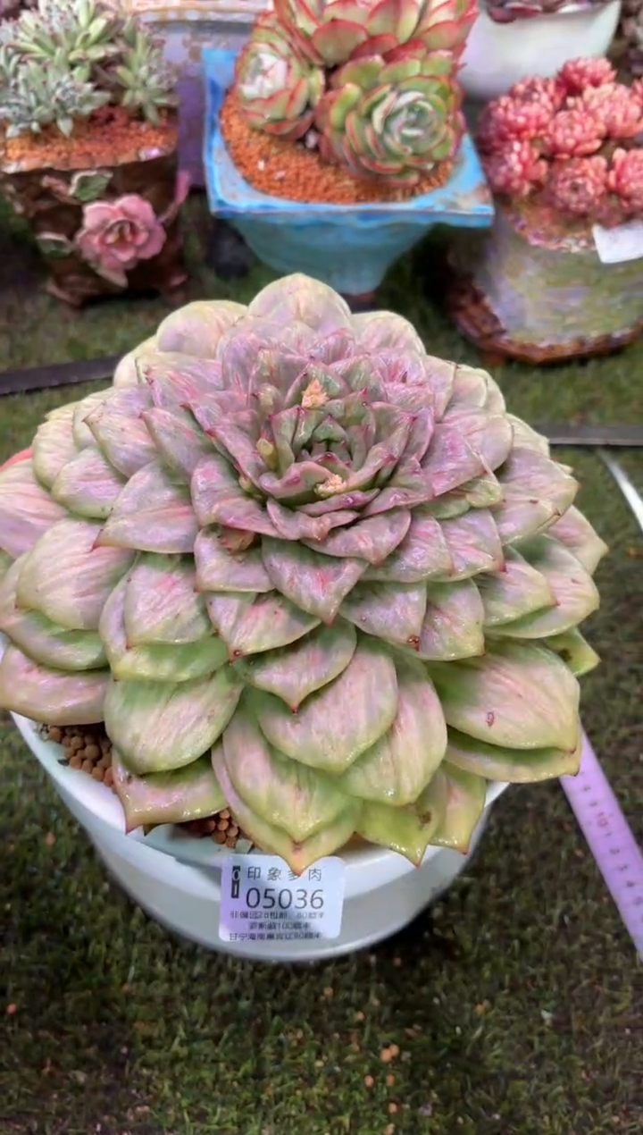 【闪购商品】05036