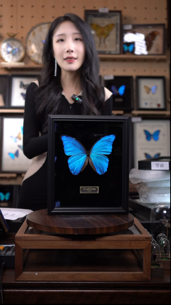 大蓝闪蝶黑绒底版10寸欧式框（带证书）