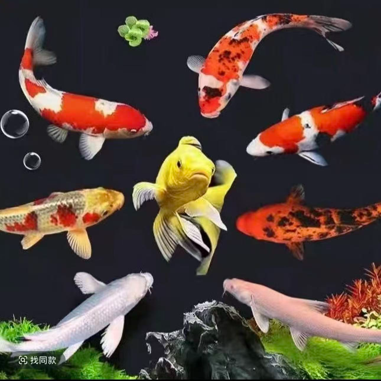 14-16CM五条装五个颜色好养耐活锦鲤观赏鱼