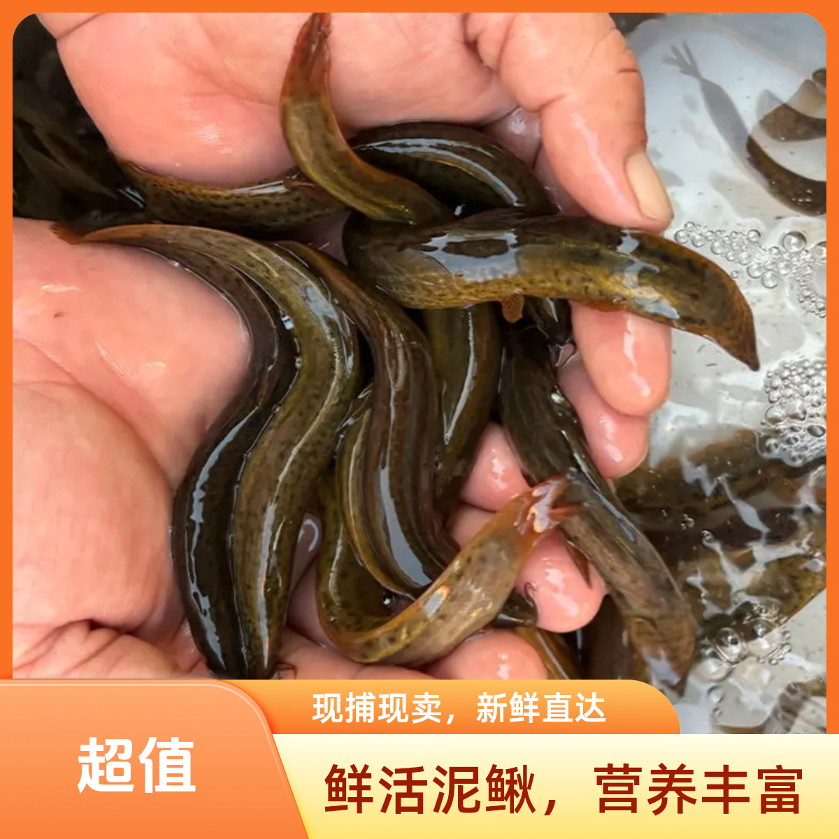顺丰微山湖生态泥鳅鱼清鳅板鳅黄鳅新鲜活鱼现杀