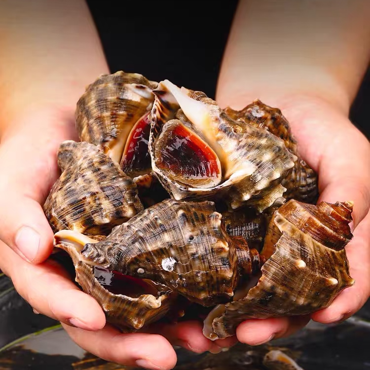 【深水螺·海螺】鲜脆有嚼劲·大快朵颐·1斤-3斤