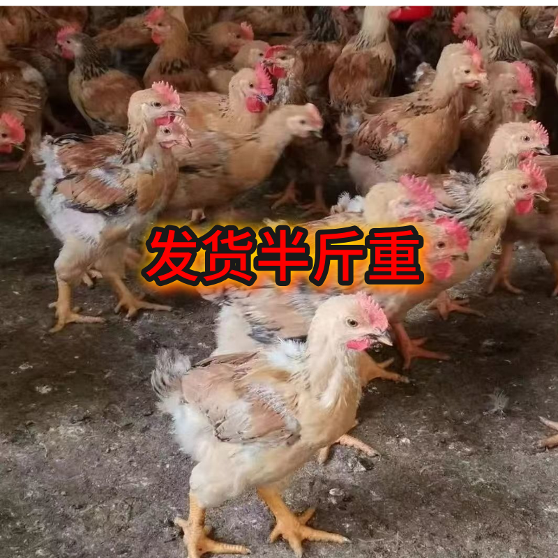 12只 红玉鸡   宠物鸡  产蛋王 公母可选  下粉壳蛋