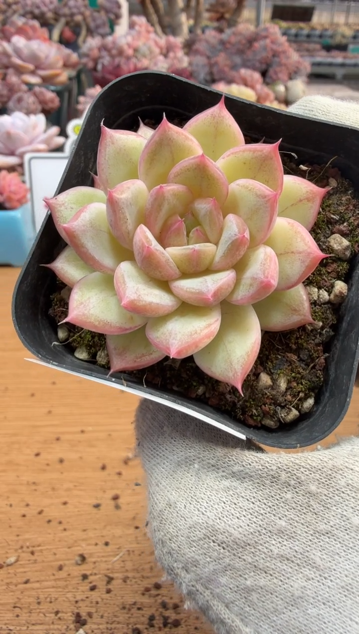 东云多肉园三店-186