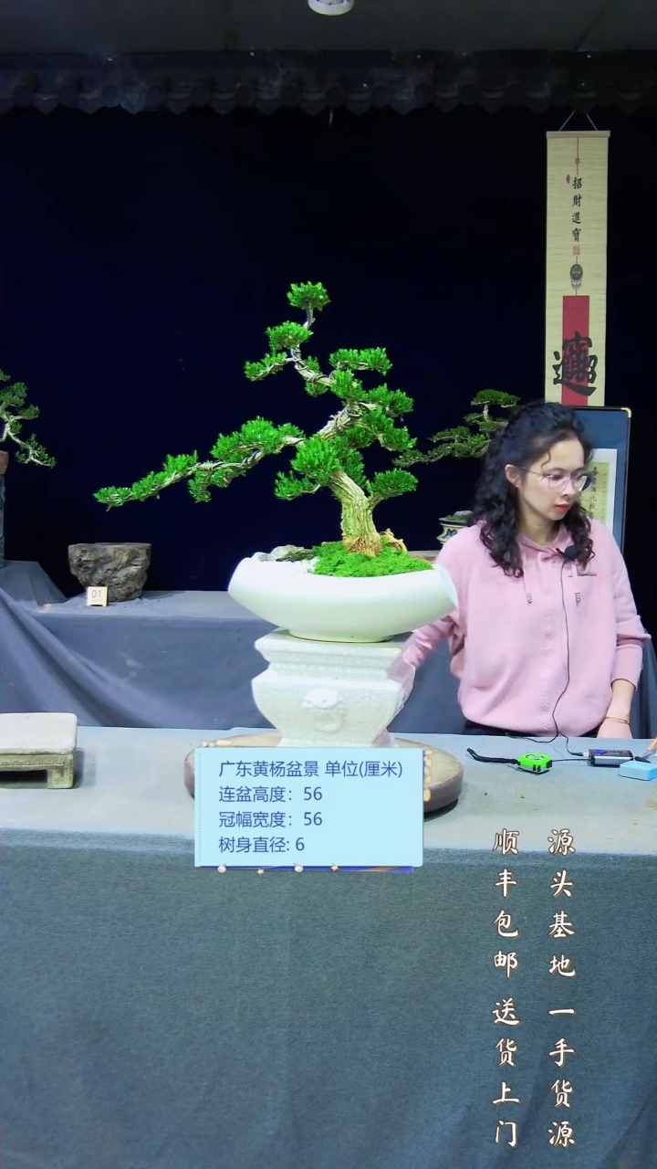 【闪购商品】黄杨盆景艺术黄杨盆景艺术