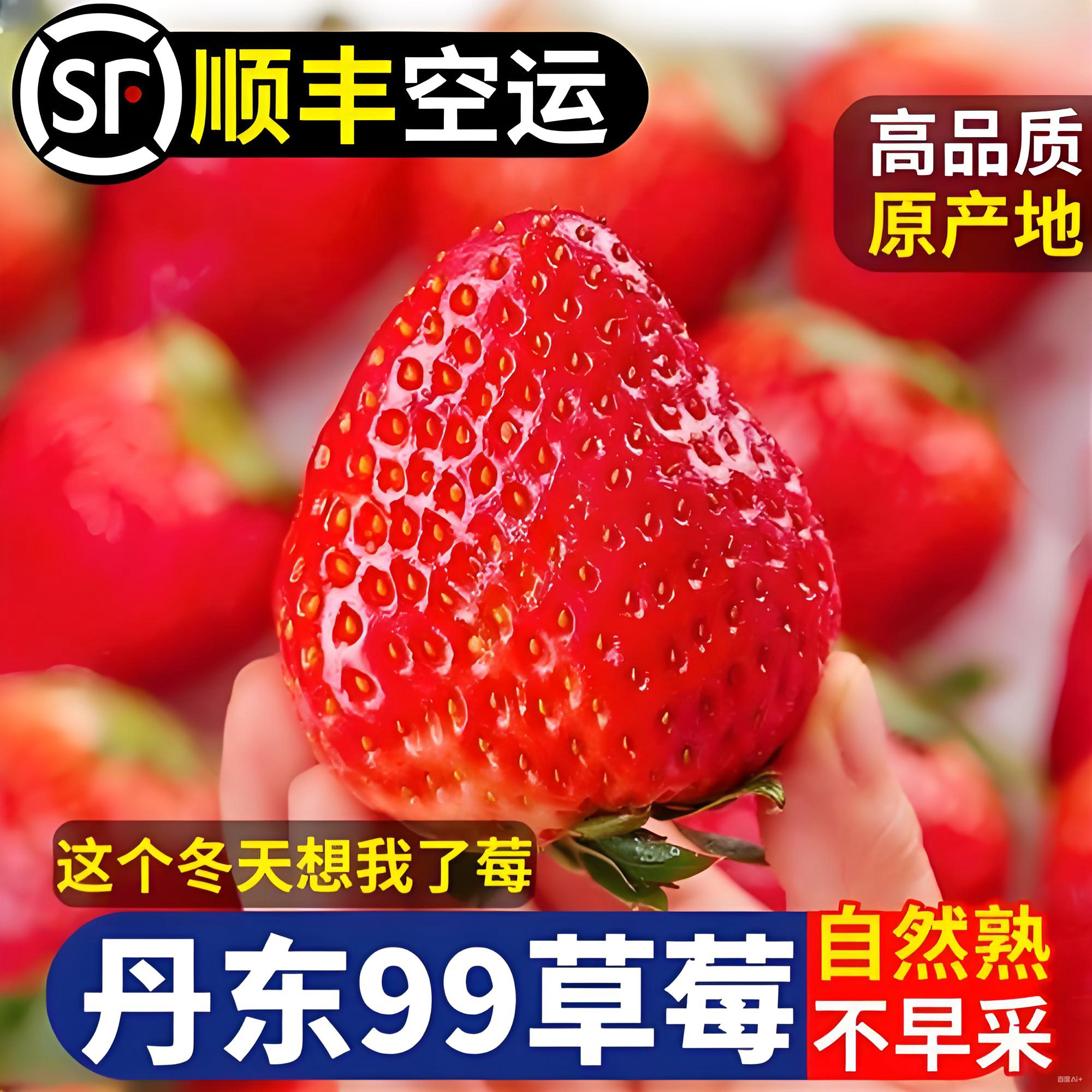 {果王2～3斤}正宗丹东99草莓现摘现发
