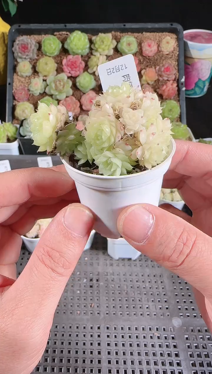 1202-34多肉群生不包整