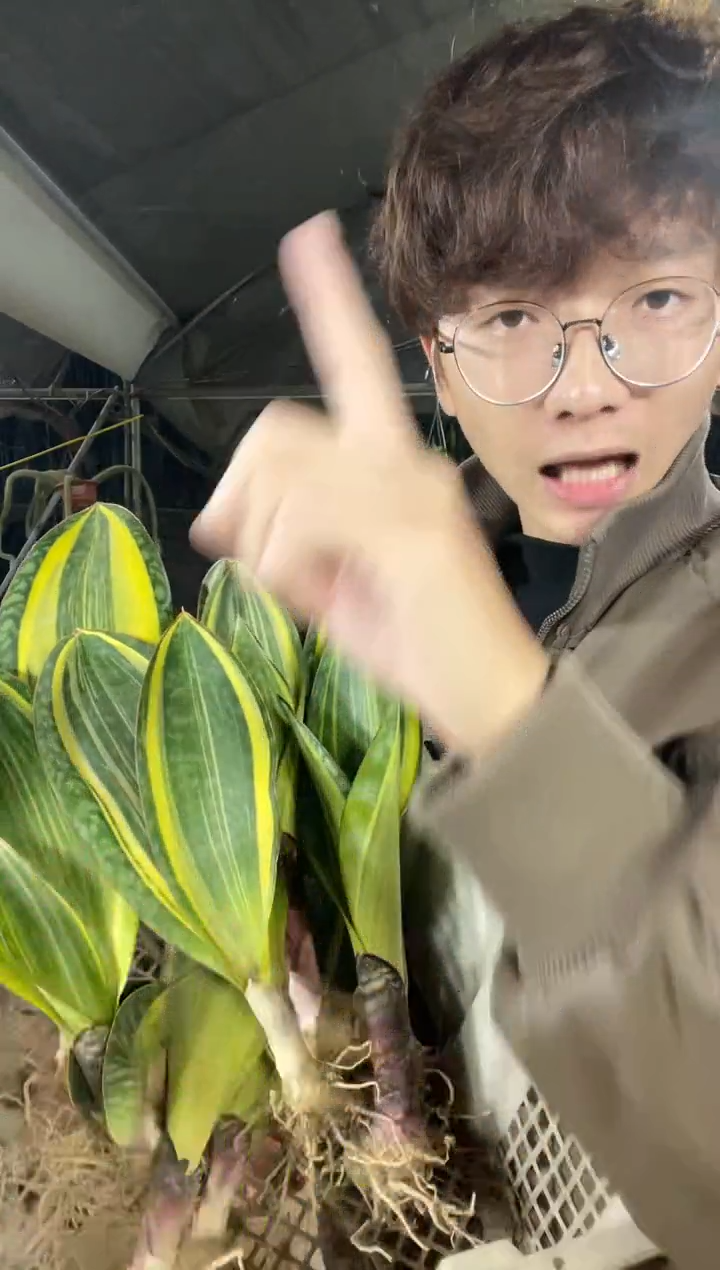 【闪购商品】黄金宝镜单叶裸根20厘米起12.8