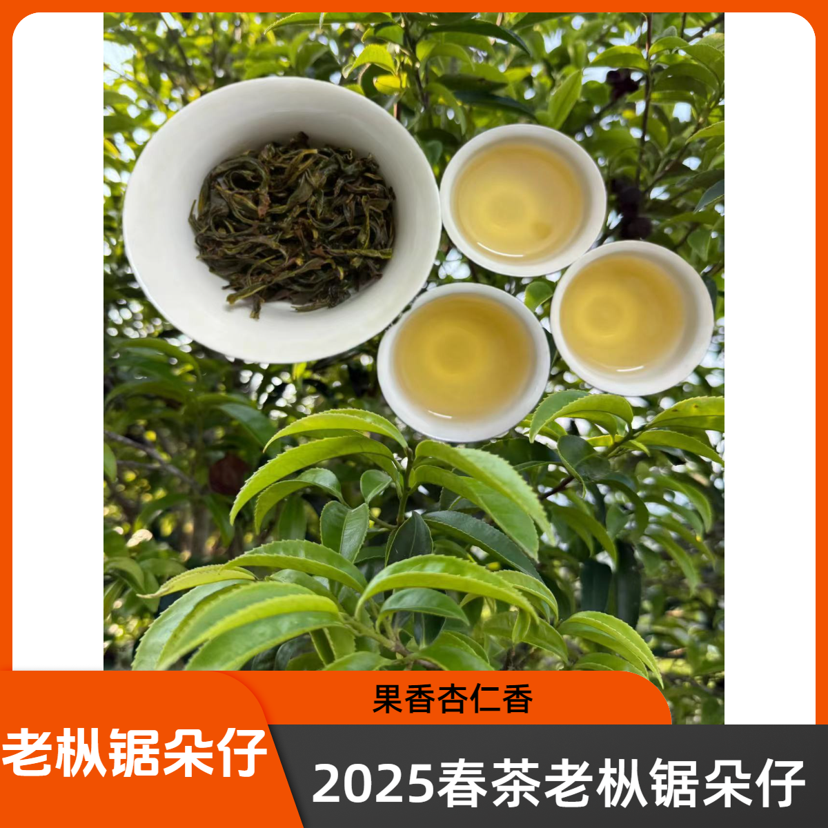 2025新茶高山凤凰老枞锯朵仔春茶杏仁花香单丛茶茶叶