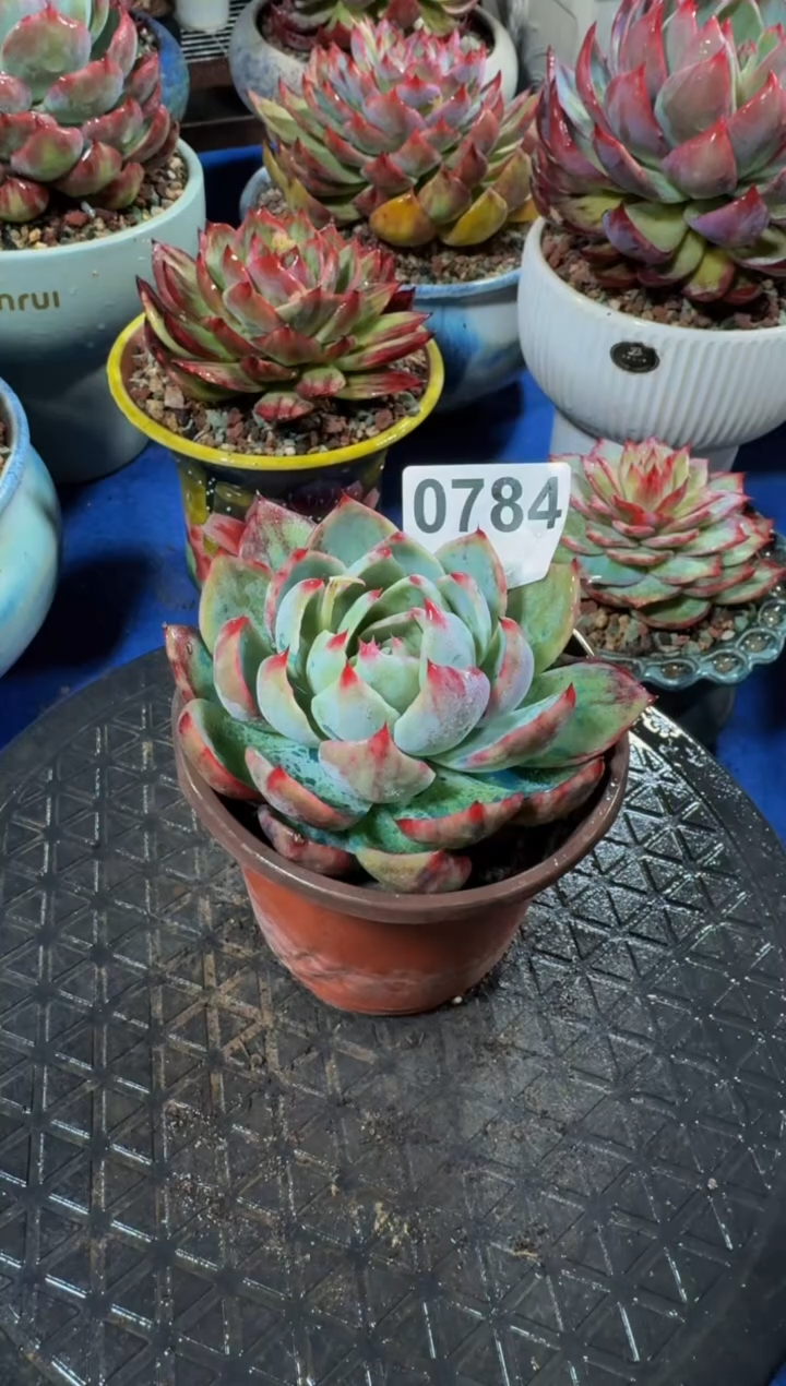 【闪购商品】0784惊鸿仙子（裸根发货）