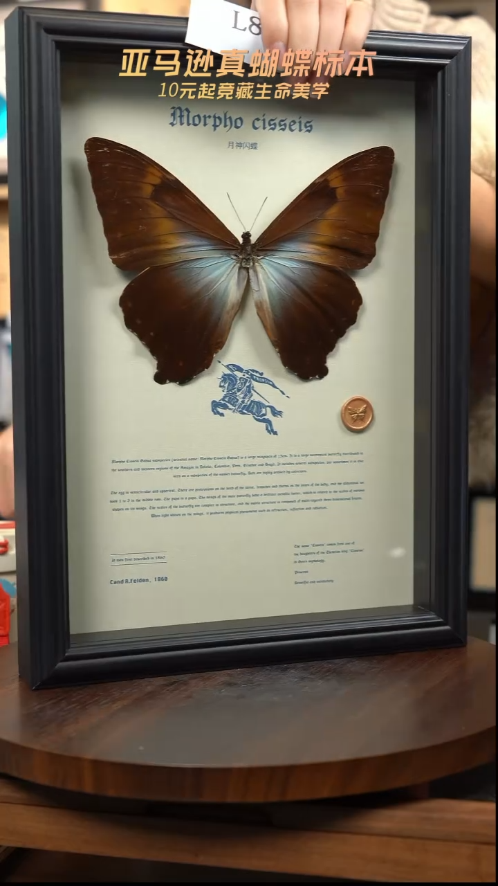 蝴蝶标本摆件竞拍l86
