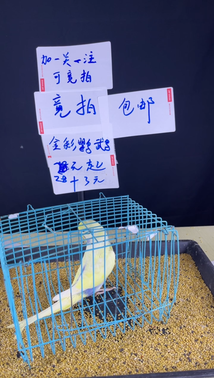 虎皮鹦鹉特色虎皮