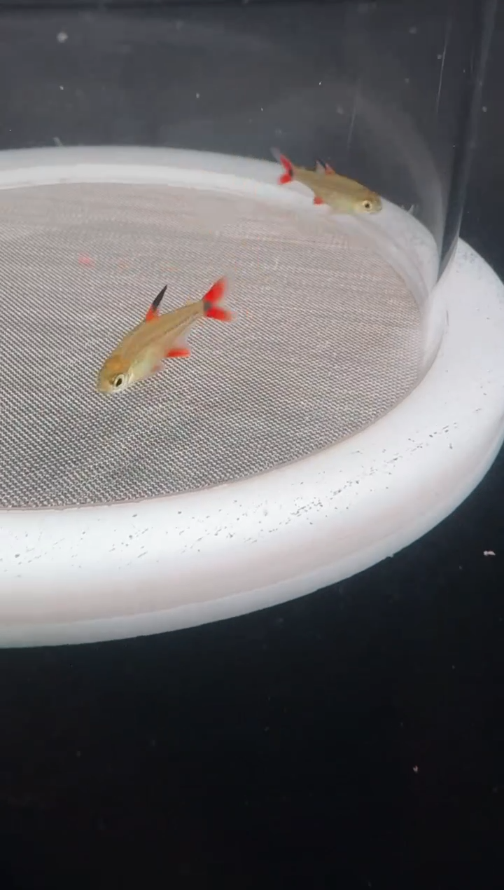 灯科鱼A10-13号【2】炎尾黑豆2cm左右