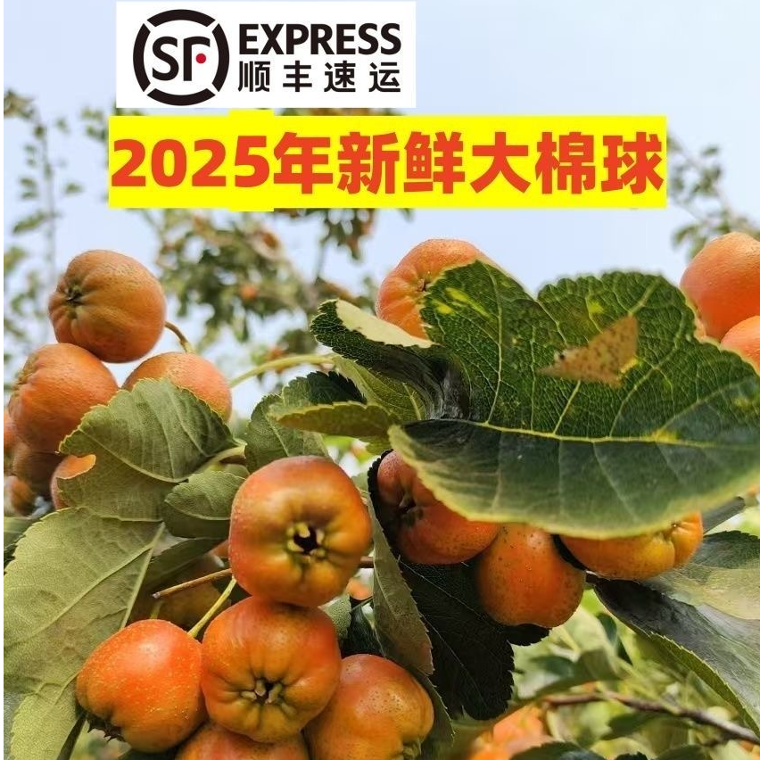 【顺丰】沂蒙山新鲜山楂大棉球水果现摘现发糖葫芦原料商用大框装