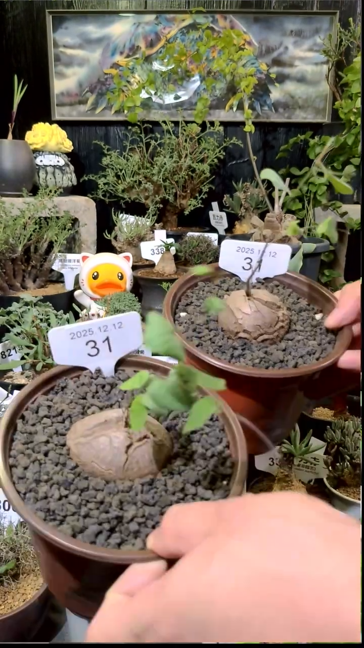 31号1212福利南非龟甲龙买一送一